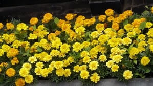 Цветы на могиле